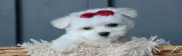 Maltese dogs for sale: OSCAR - Ad 13