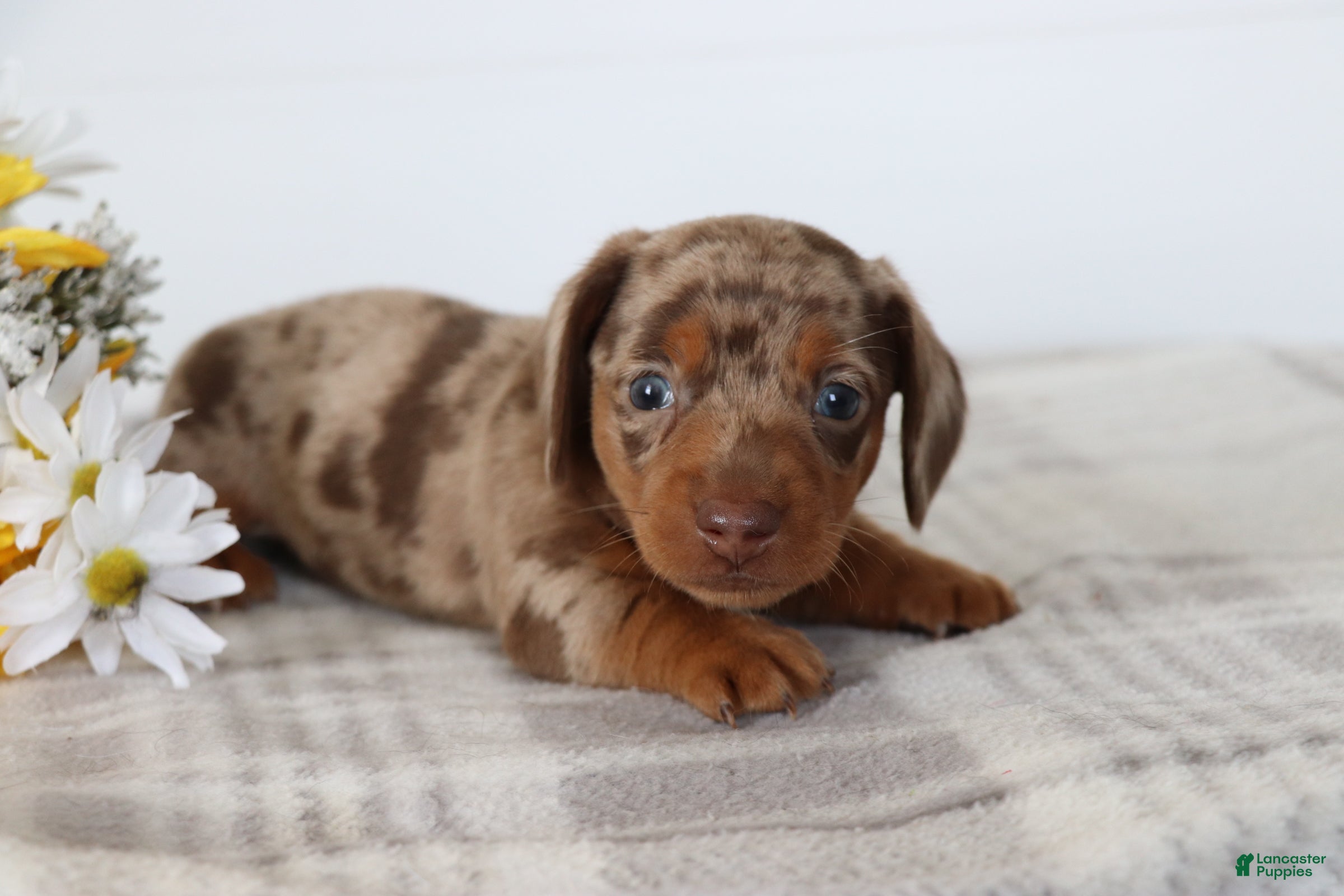 Dachshund dogs Oliver  - Ad 2
