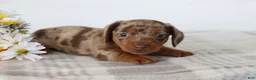 Dachshund dogs for sale: Oliver  - Ad 2