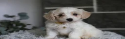 Maltipoo dogs for sale: Cosmo - Ad 4
