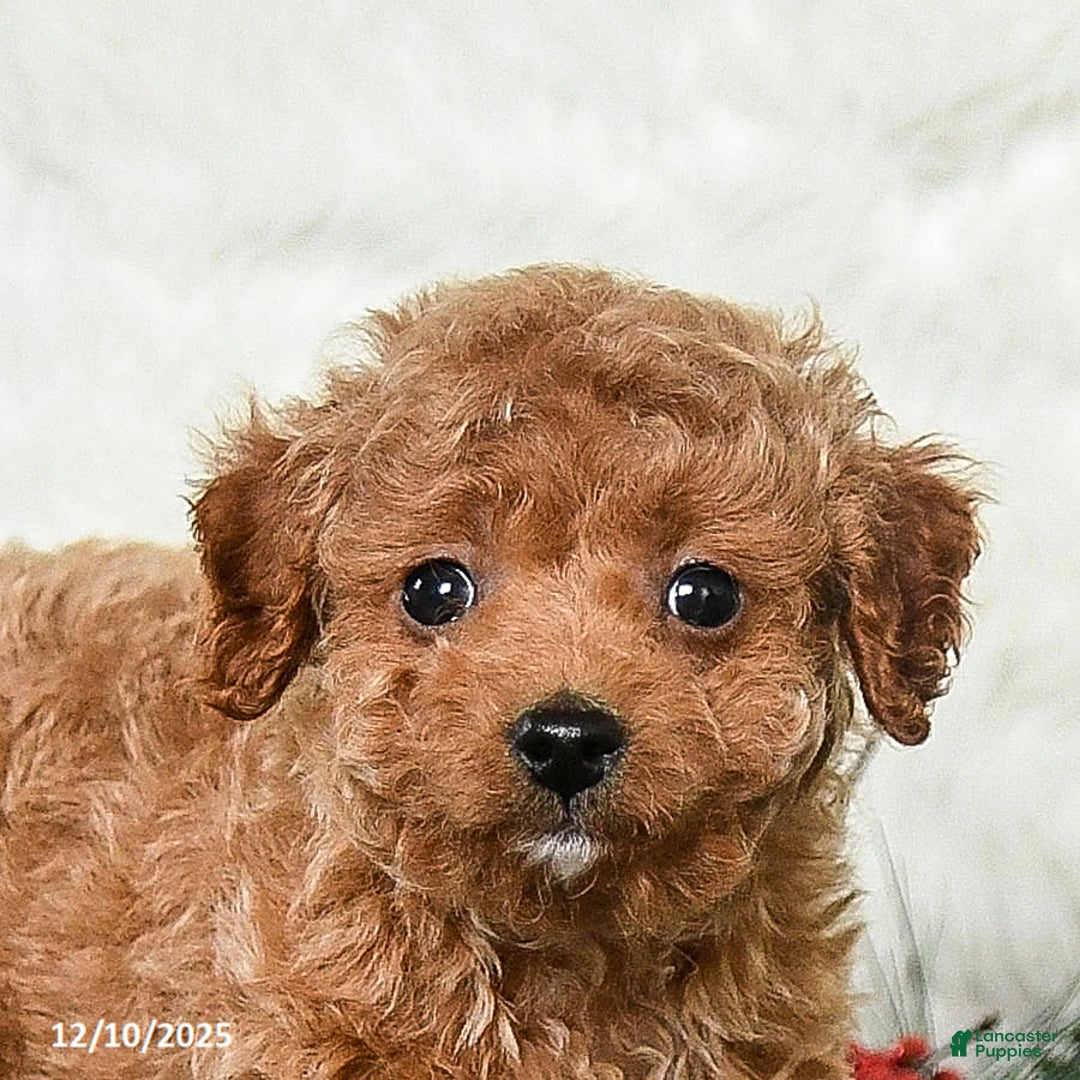 Toy Poodle dogs for sale: Jolly - Ad 4