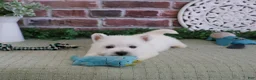 West Highland Terrier dogs for sale: Hamish - Ad 3