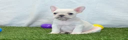 French Bulldog dogs for sale: Dixie - Ad 9