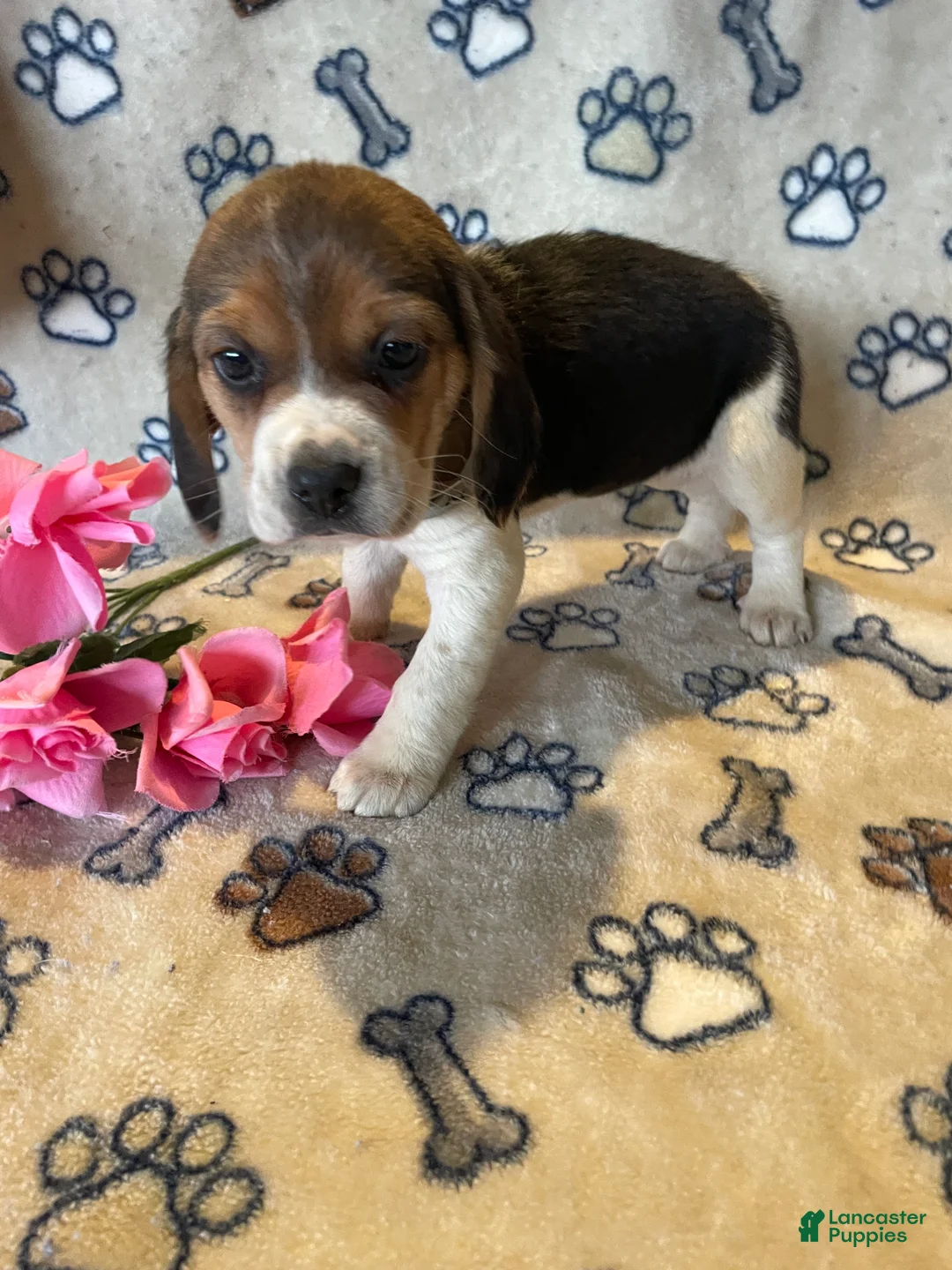 Beagle dogs for sale: Bonnie - Ad 2