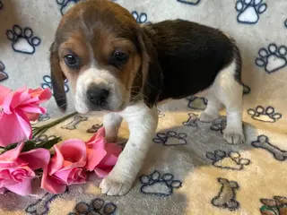 Beagle dogs Bonnie - Ad 36