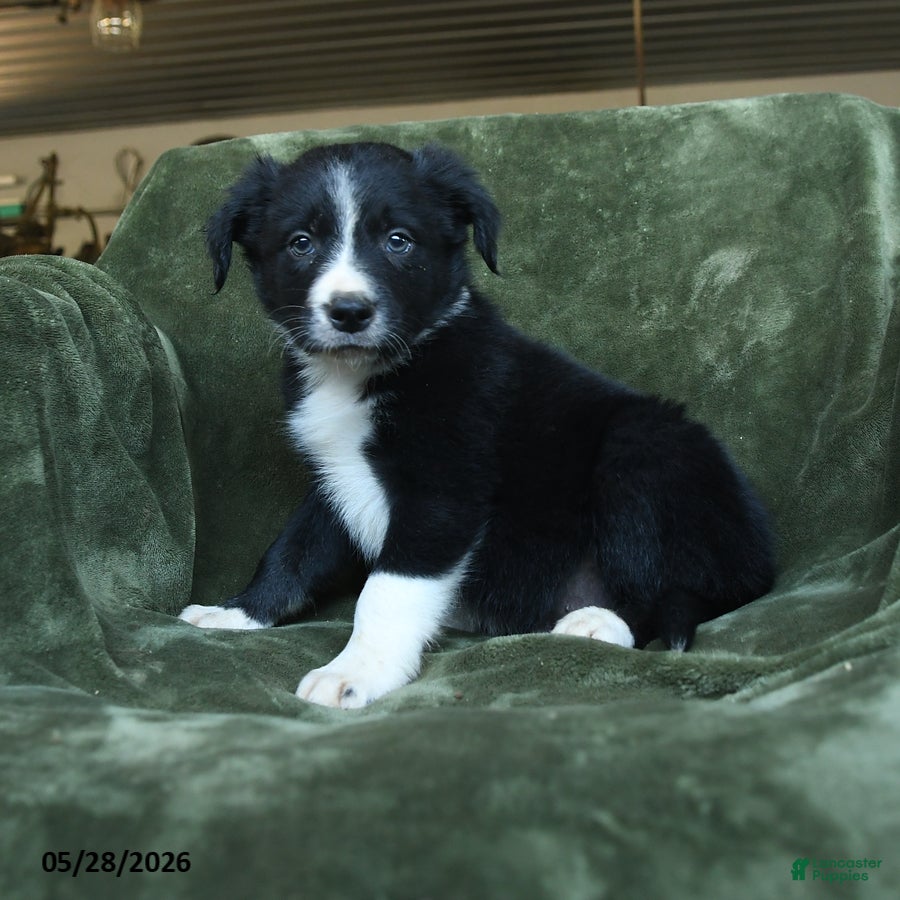 Border Collie dogs for sale: Aartair - Ad 2