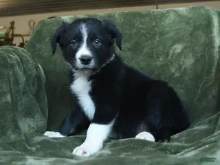 Border Collie dogs for sale: Aartair - Ad 2