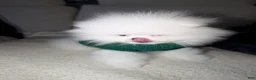 Pomeranian dogs for stud: Suki Stud  - Ad 5