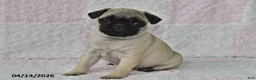 Pug dogs for sale: Joy - Ad 2