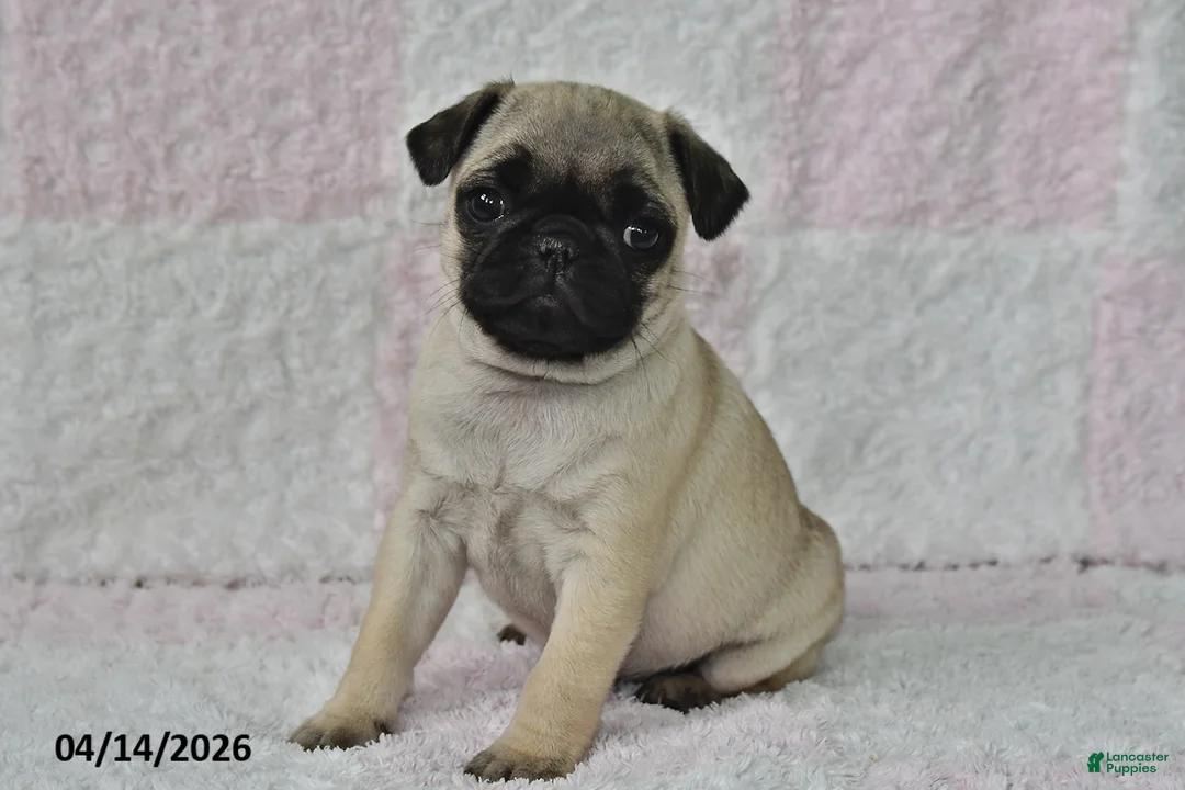 Pug dogs for sale: Joy - Ad 2