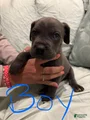 Cane Corso Puppy 14
