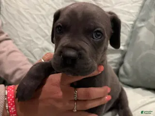 Cane Corso dogs Cane Corso Puppy 14 - Ad 40