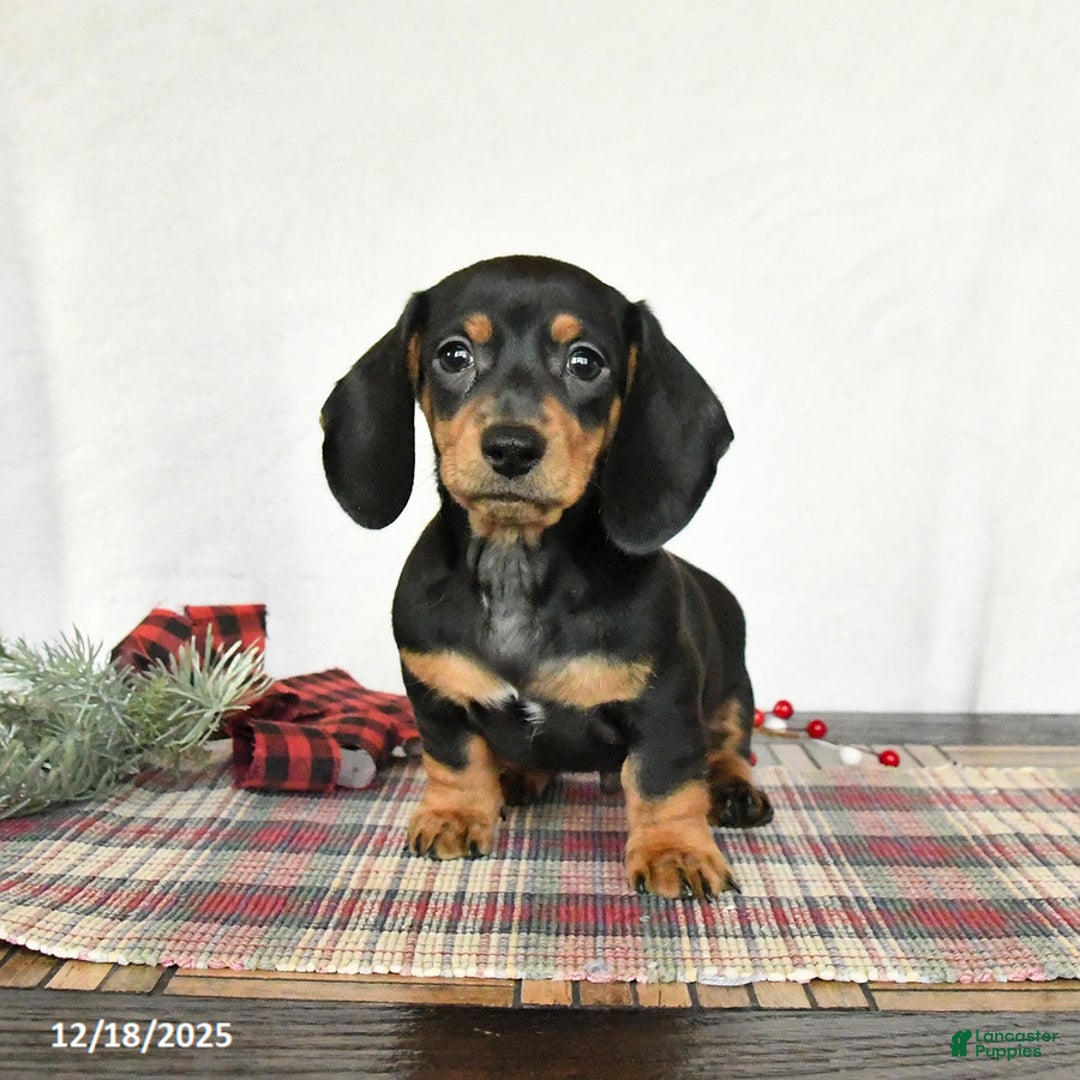 Miniature Dachshund dogs for sale: Louie - Ad 5