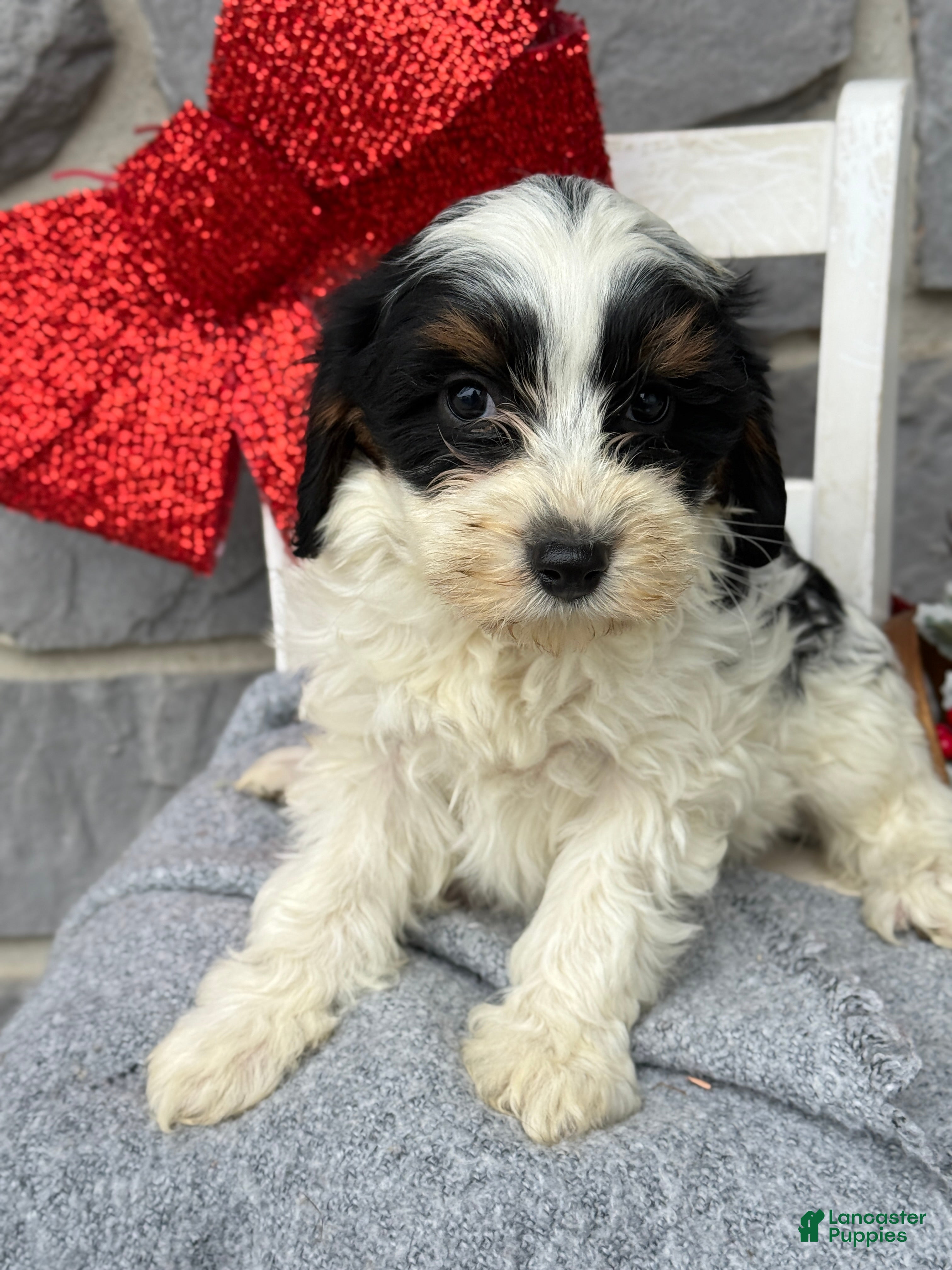 Cavapoo dogs Allie - Ad 22