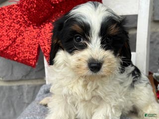 Cavapoo dogs Allie - Ad 33
