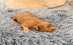 Mini Goldendoodle dogs for sale: Mocha - Image 3