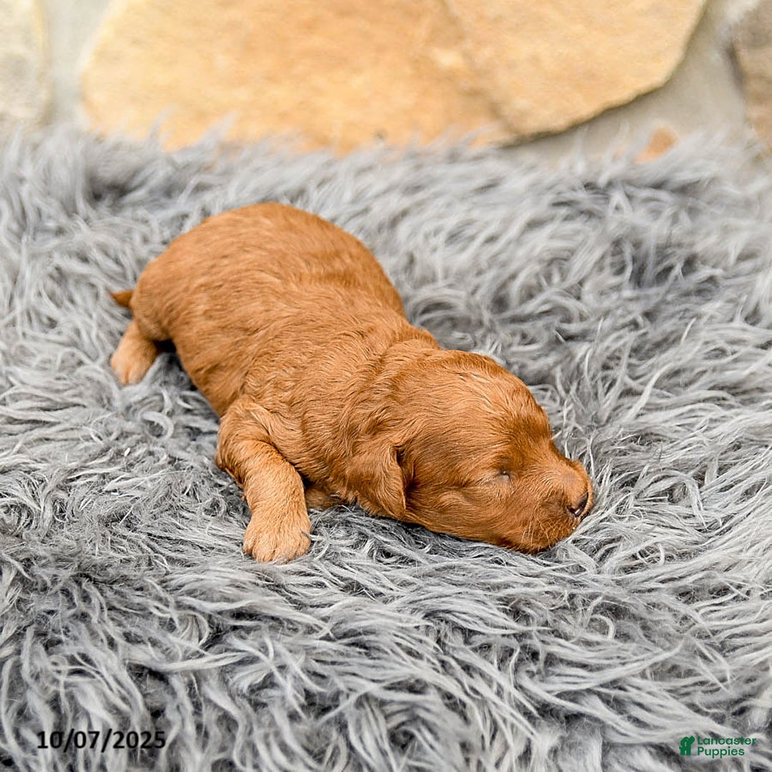 Mini Goldendoodle dogs for sale: Mocha - Image 3