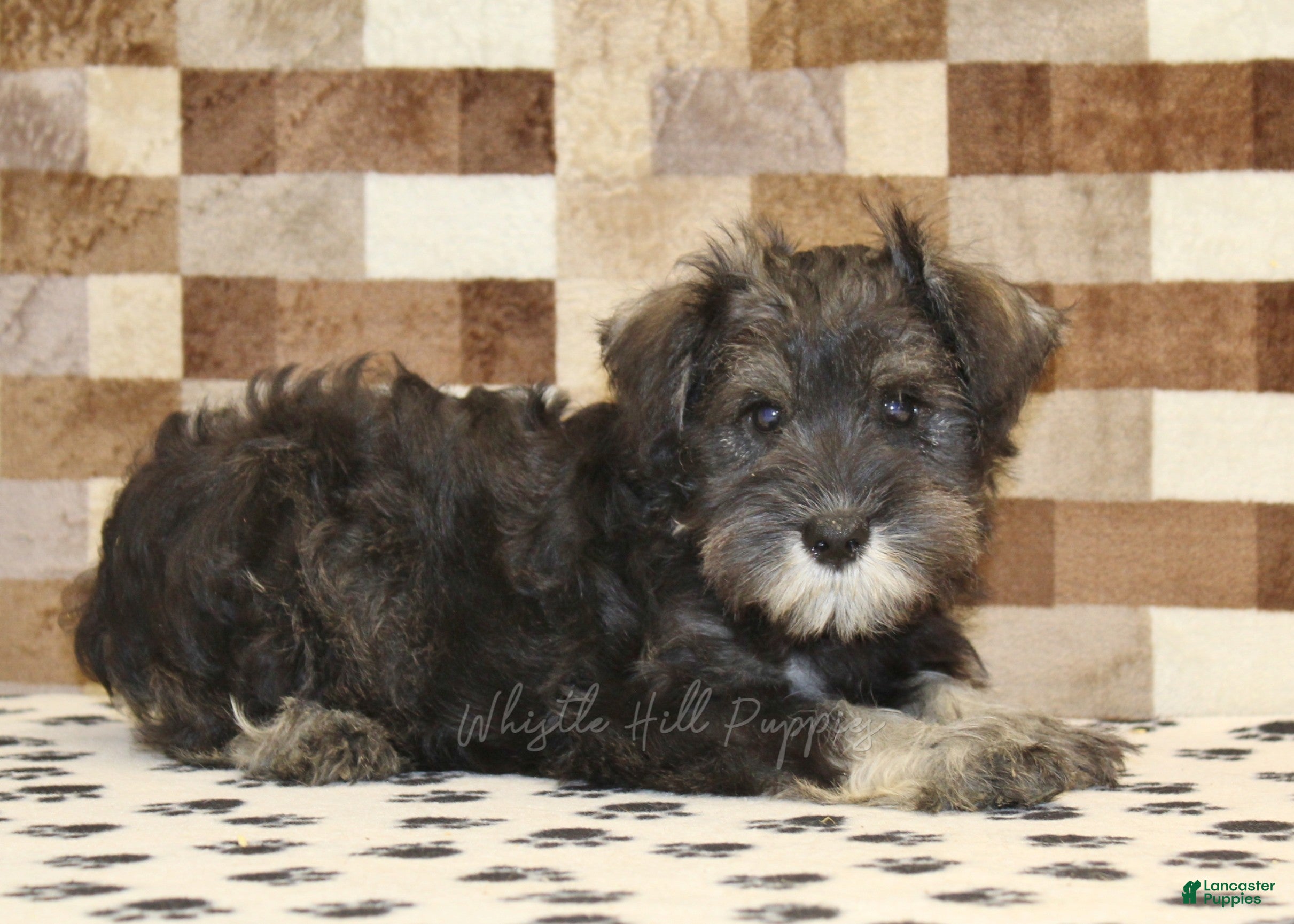 Miniature Schnauzer dogs Eddy - Ad 2