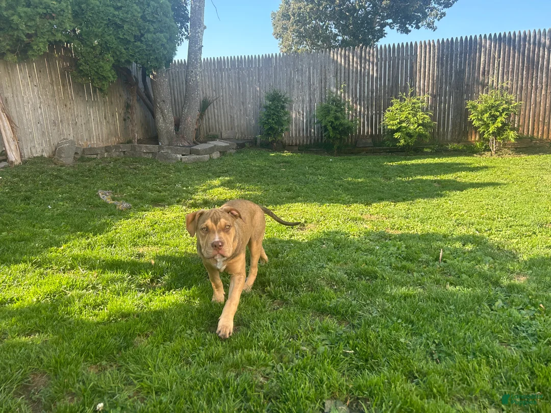 American Bully dogs for sale: American Bully Puppy 1 - Ad 3