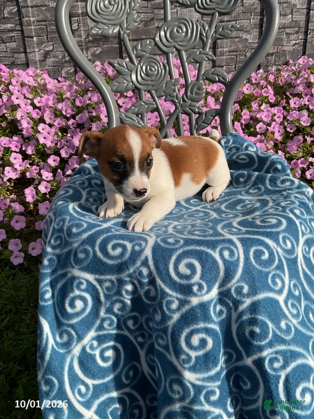 Jack Russell Terrier dogs for sale: Dana - Ad 1