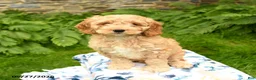 Cockapoo dogs for sale: Dallas - Ad 3