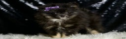 Pomeranian dogs for sale: Puffy - Ad 4