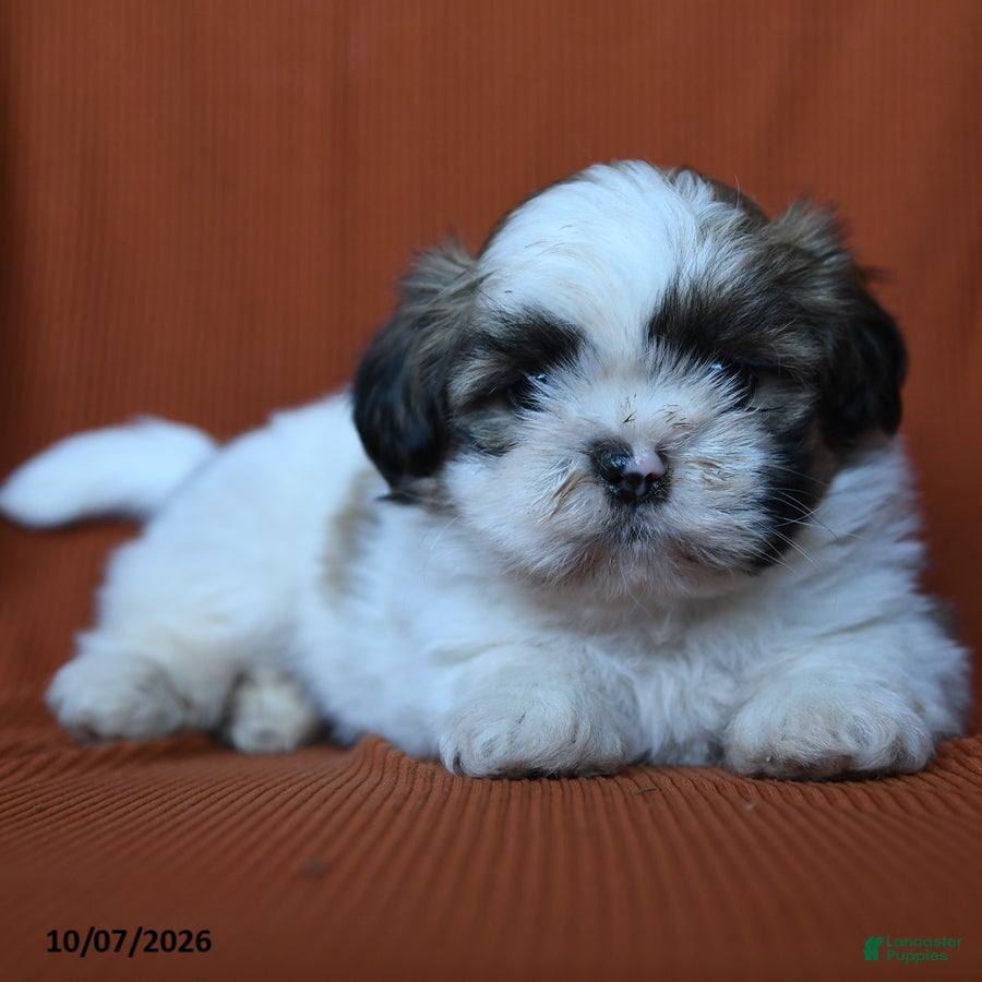 Shih Tzu dogs for sale: Flynn - Ad 4