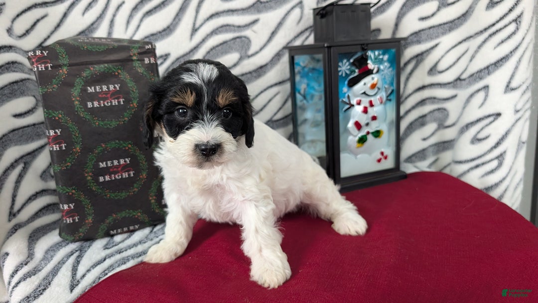 Mixed Breed dogs for sale: Alana - Ad 6