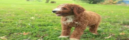 Cavapoo dogs for sale: Blaise Cavapoo  - Ad 12