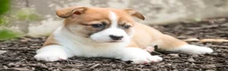 Welsh Corgi Pembroke dogs for sale: Cap'n Crunch Welsh Corgi Pembroke  - Ad 6