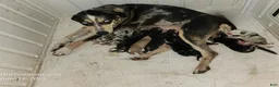 Catahoula Leopard Dog dogs for sale: Tess 2025 Female 6 - Ad 7