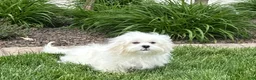 Lhasa Apso dogs for sale: Lucy - Ad 3