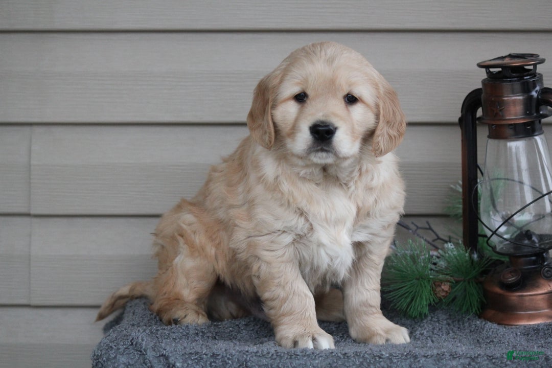 Golden Retriever dogs for sale: Nugget - Ad 4