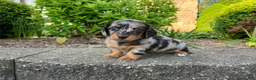 Miniature Dachshund dogs for sale: AKC-Hero - Ad 9