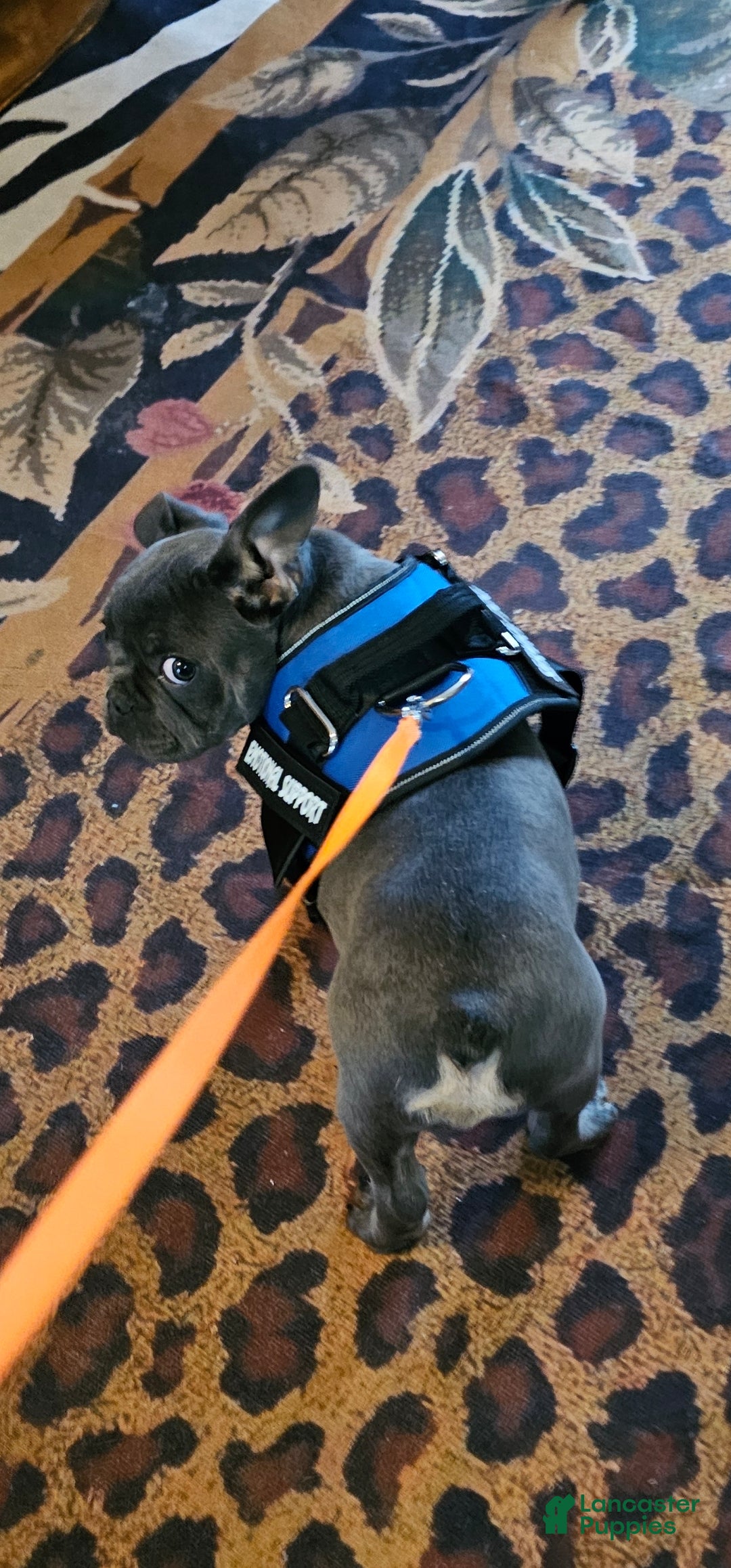 French Bulldog dogs French Bulldog Puppy 1 - Ad 2