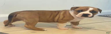 American Bully 6