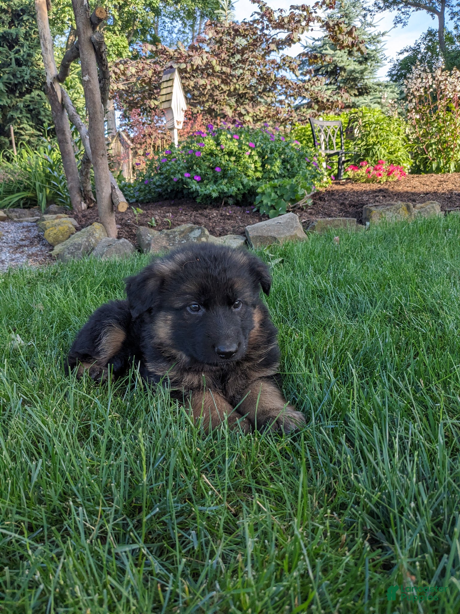 German Shepherd dogs German Shepherd Puppy 4 - Ad 2