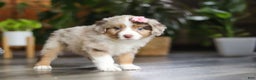 Miniature Australian Shepherd dogs for sale: Carmella - Ad 2