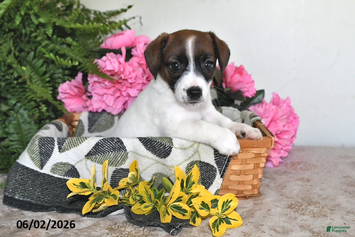 Jack Russell Terrier dogs for sale: Lilly - Ad 1