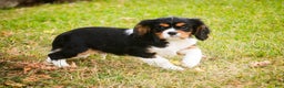 Cavalier King Charles Spaniel dogs for sale: Bert - Ad 2