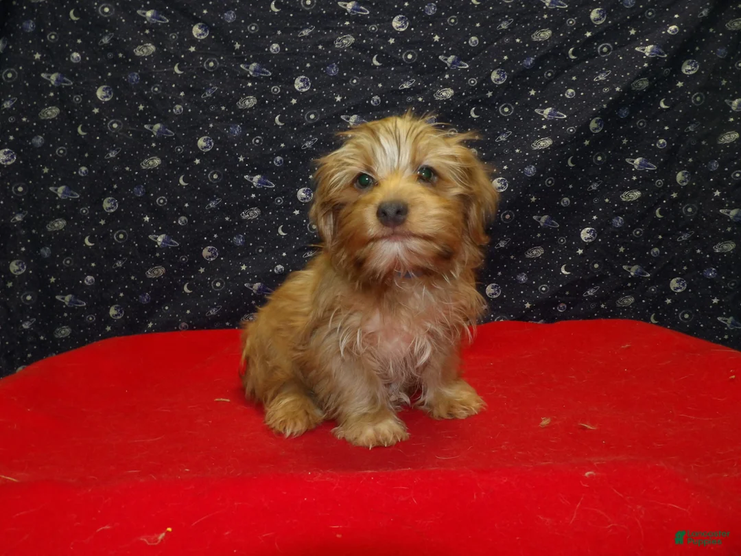 Yochon dogs for sale: John - Ad 1