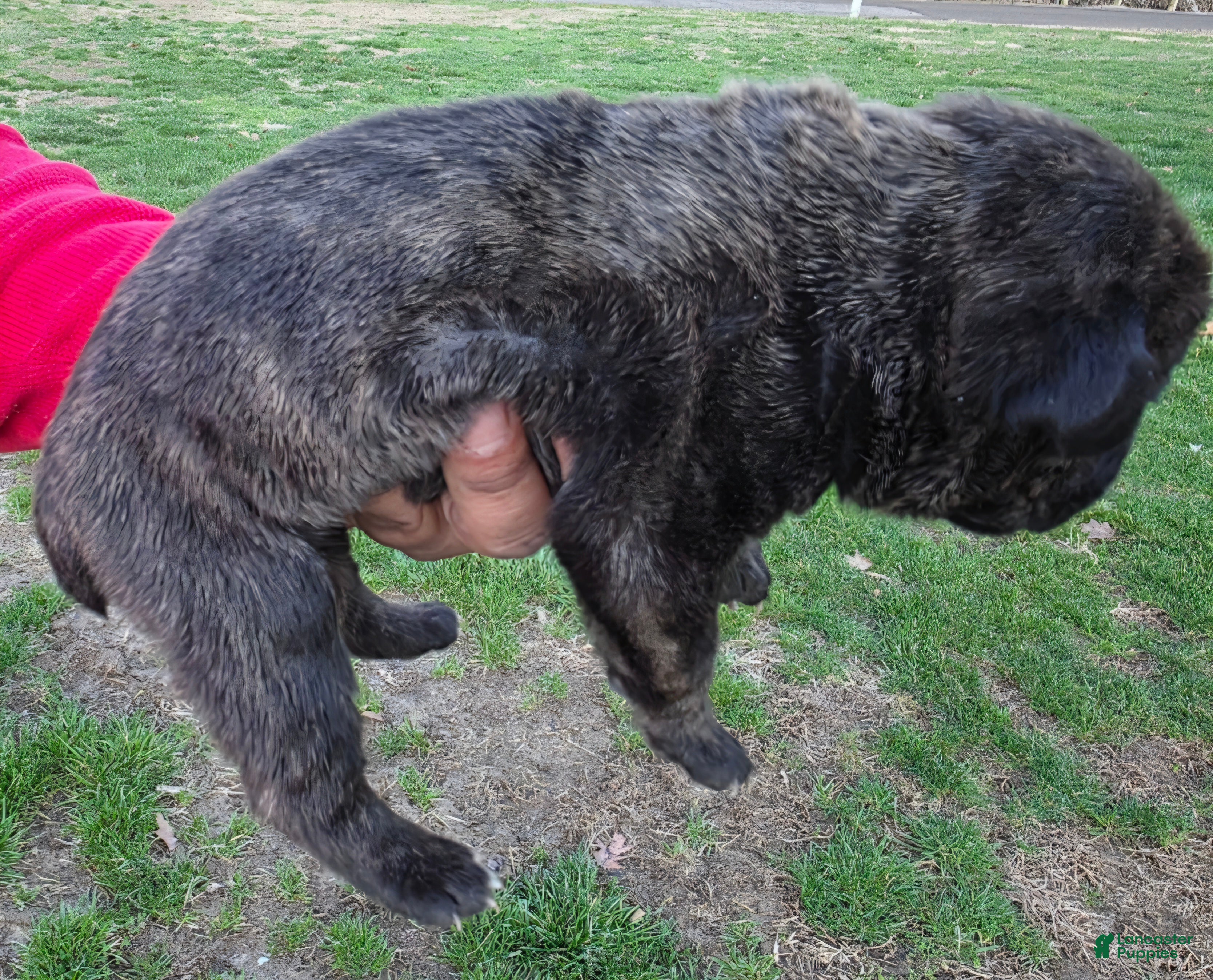 Cane Corso dogs Cane Corso Puppy 2 - Ad 2