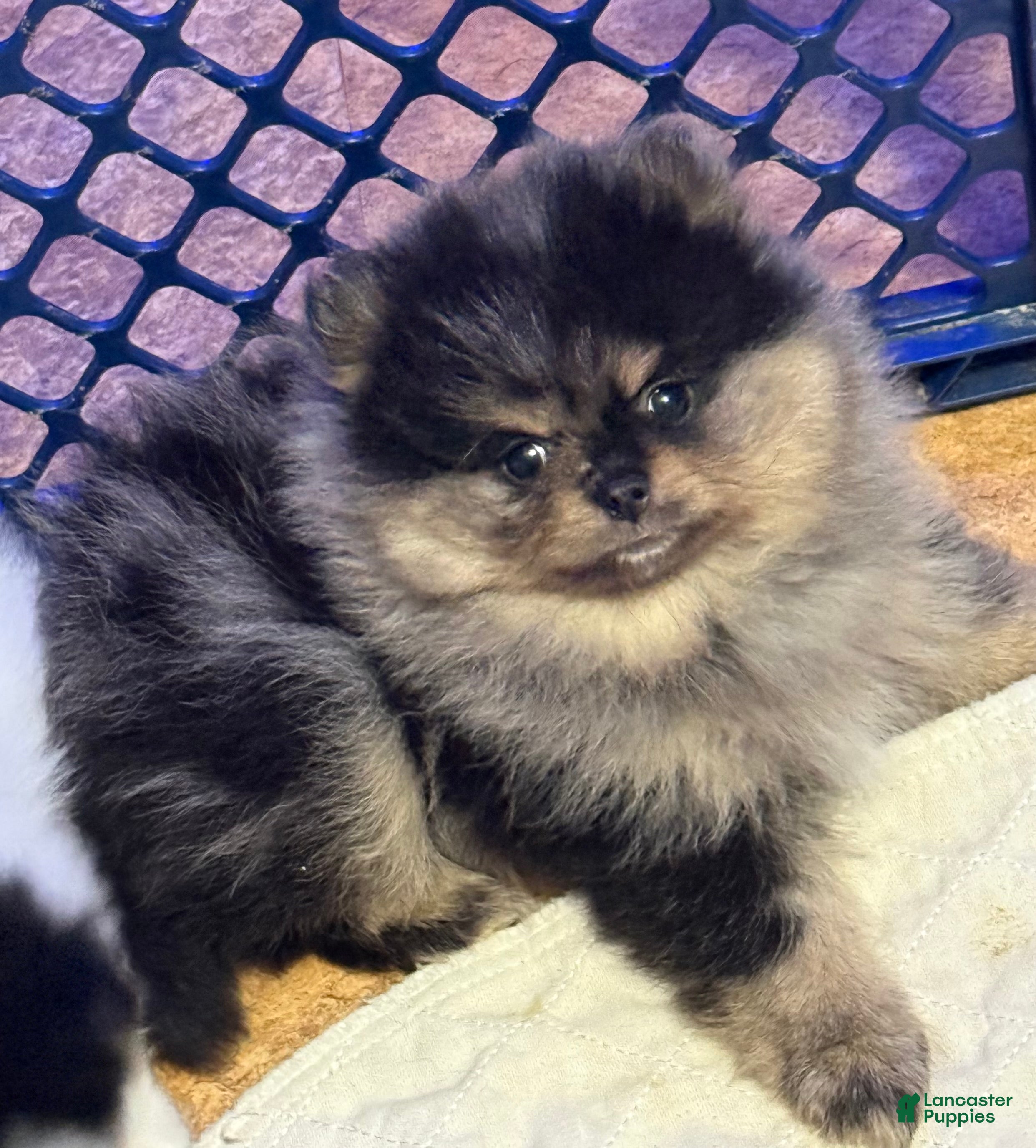 Pomeranian dogs Pomeranian Puppy 1 - Ad 18