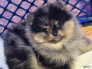 Pomeranian dogs Pomeranian Puppy 1 - Ad 42