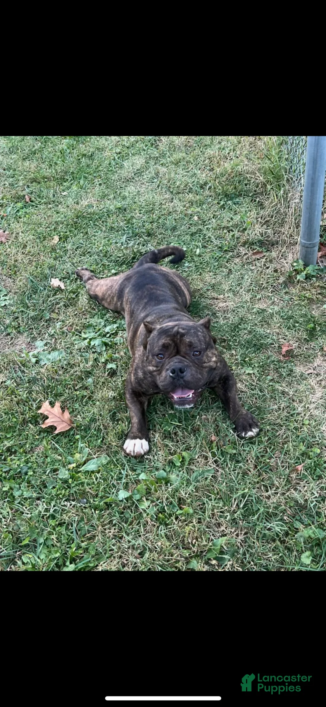 American Bully dogs for stud: Tyson - Ad 5