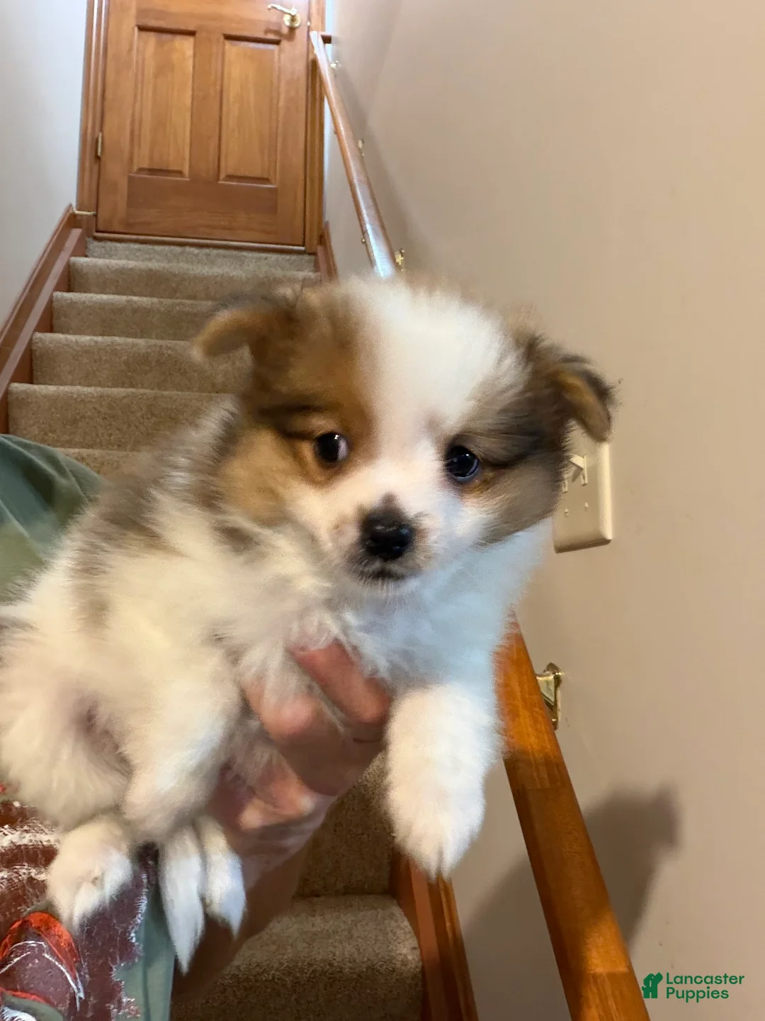 Pomeranian dogs for sale: Jax - Ad 1