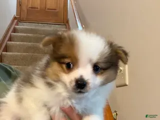 Pomeranian dogs for sale: Jax - Ad 2