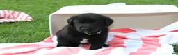 Labrador Retriever dogs for sale: Rusty - Ad 1