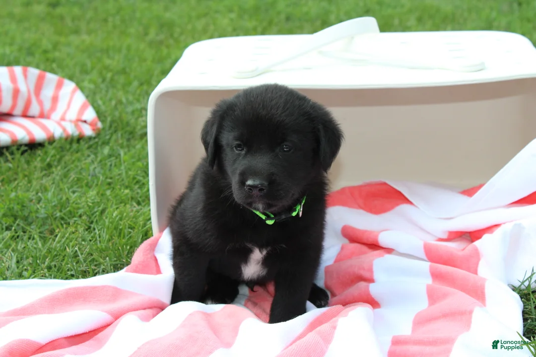 Labrador Retriever dogs for sale: Rusty - Ad 1