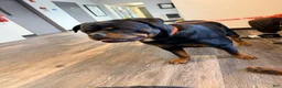 Rottweiler dogs for sale: Rottweiler 5 - Ad 2